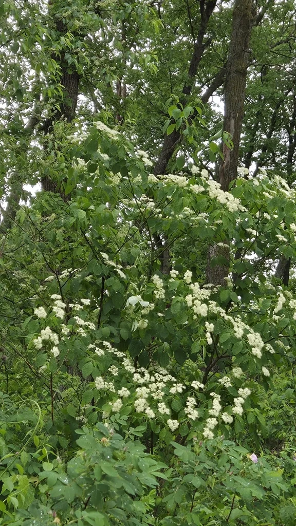 Viburnum Lentago