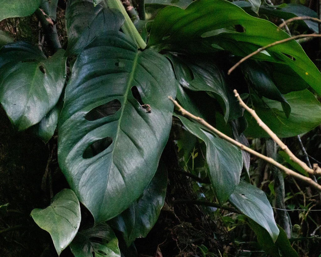 Monstera adansonii