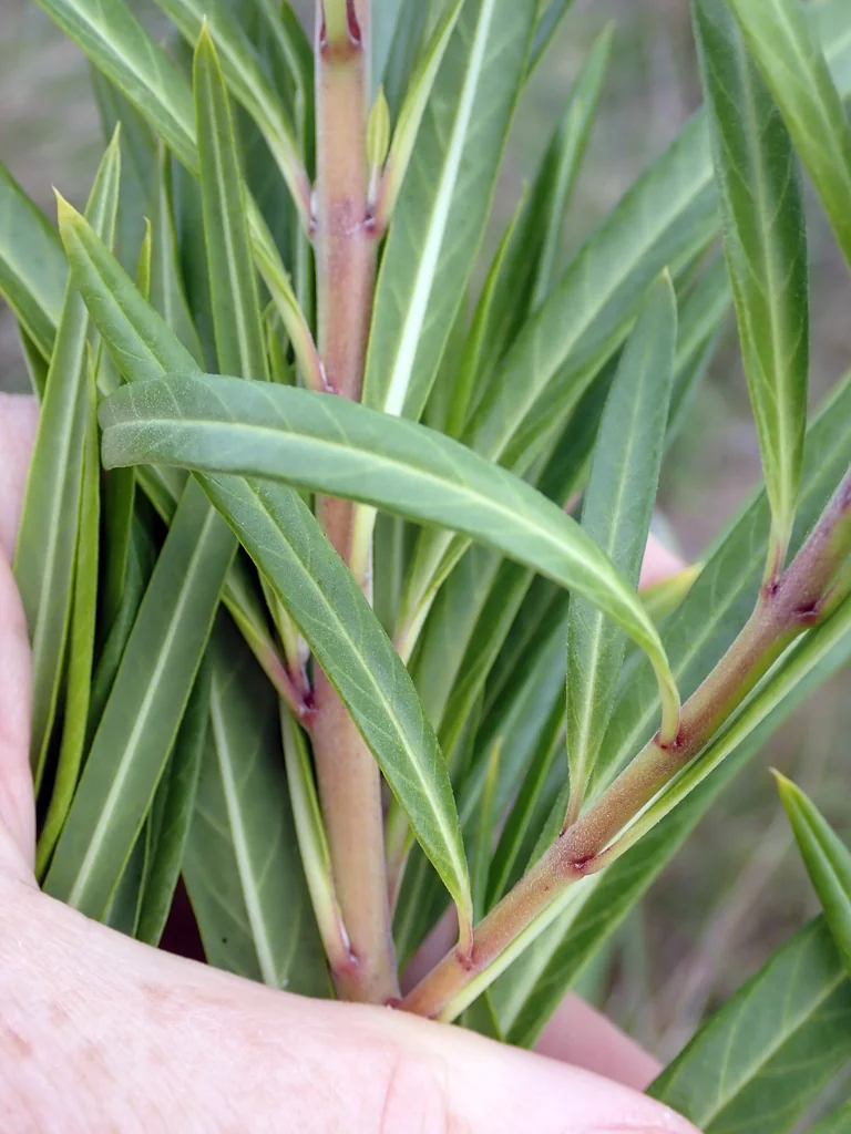 Gomphocarpus Physocarpus