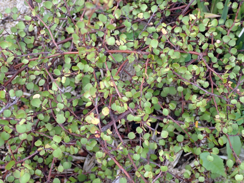 Muehlenbeckia complexa