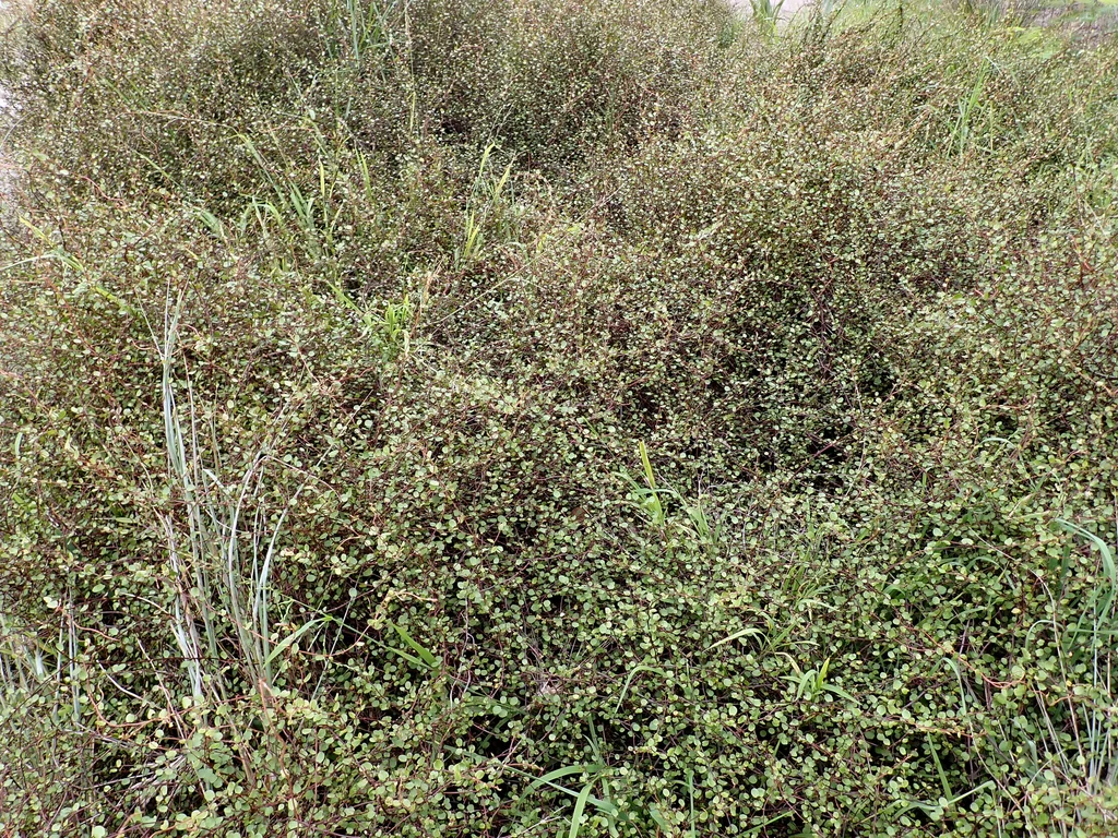 Muehlenbeckia complexa
