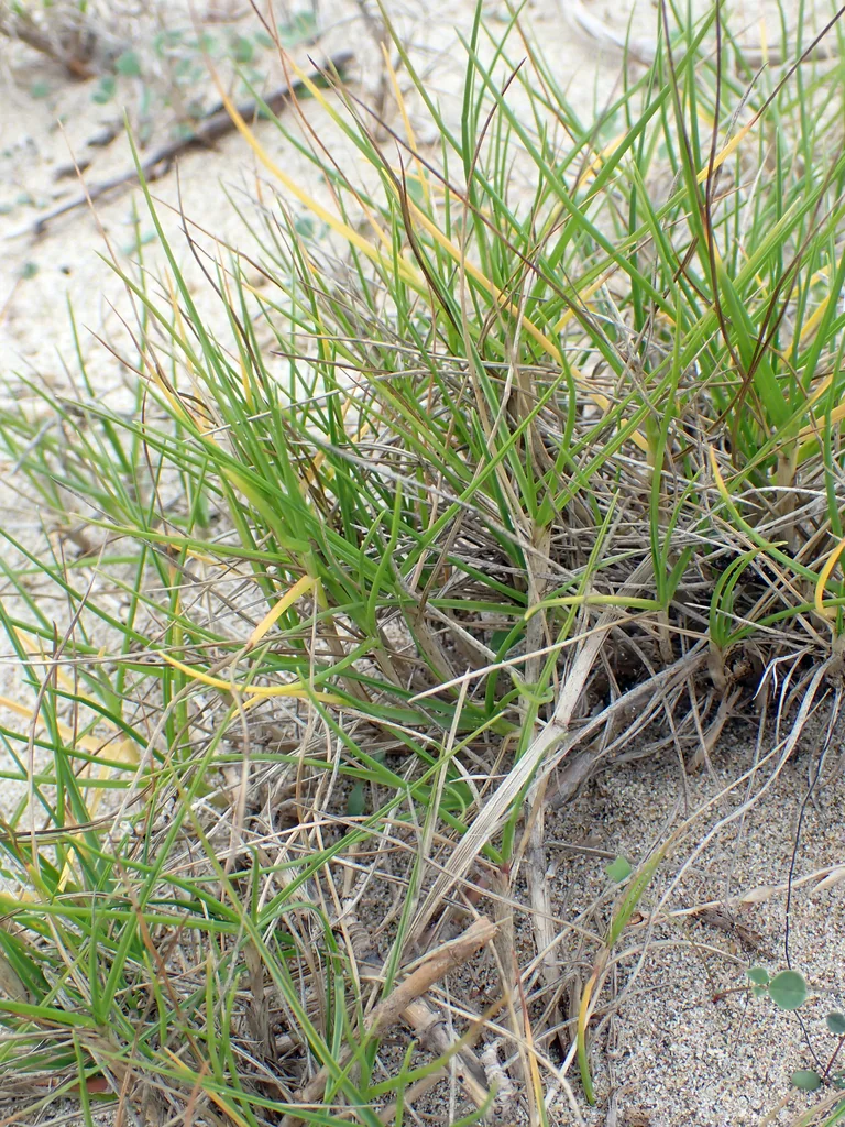 Paspalum vaginatum