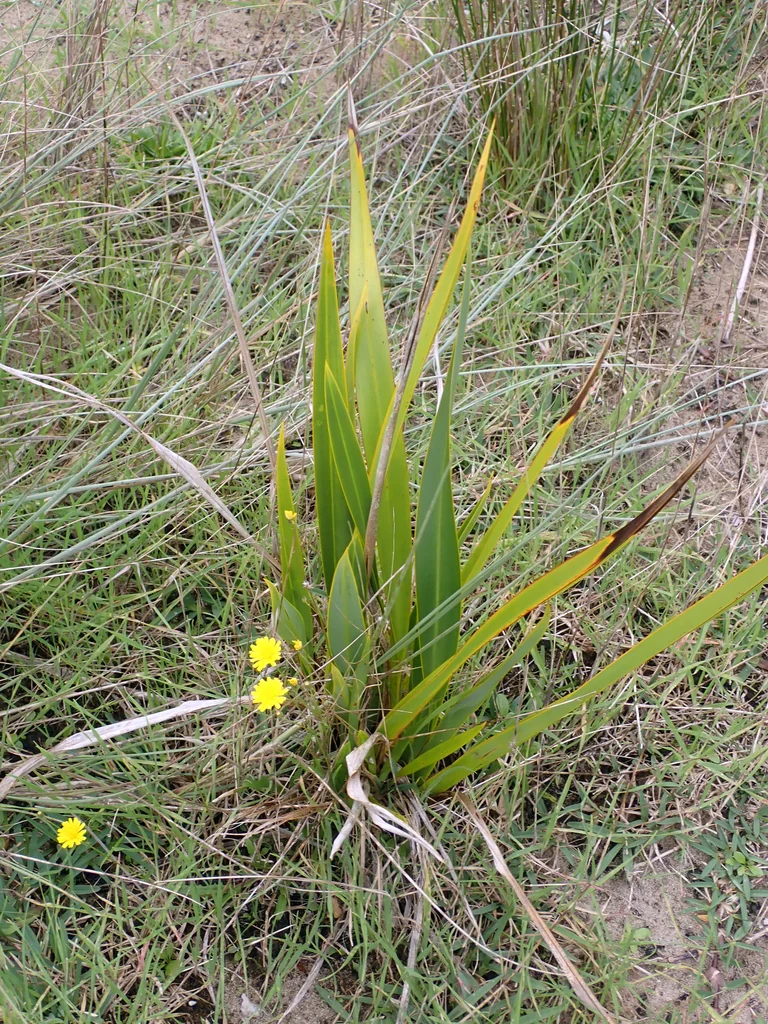 Phormium Tenax