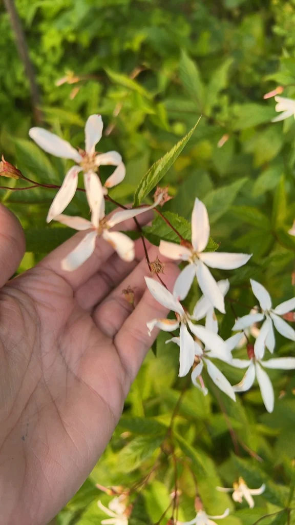Porteranthus Trifoliatus