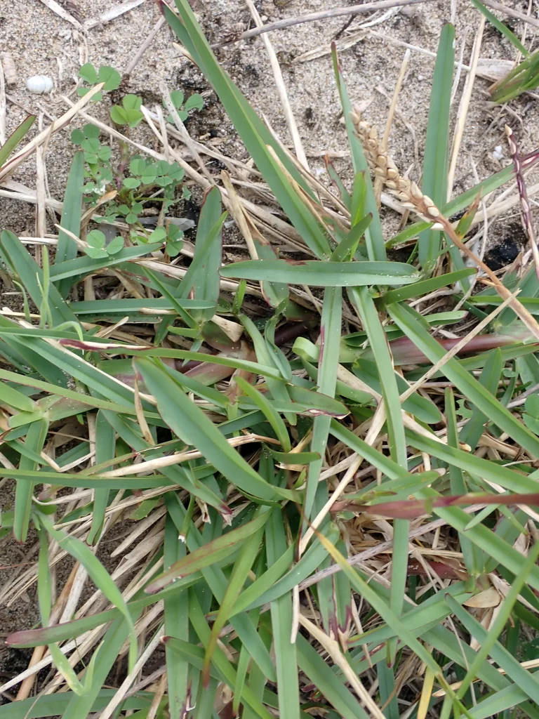 Stenotaphrum Secundatum