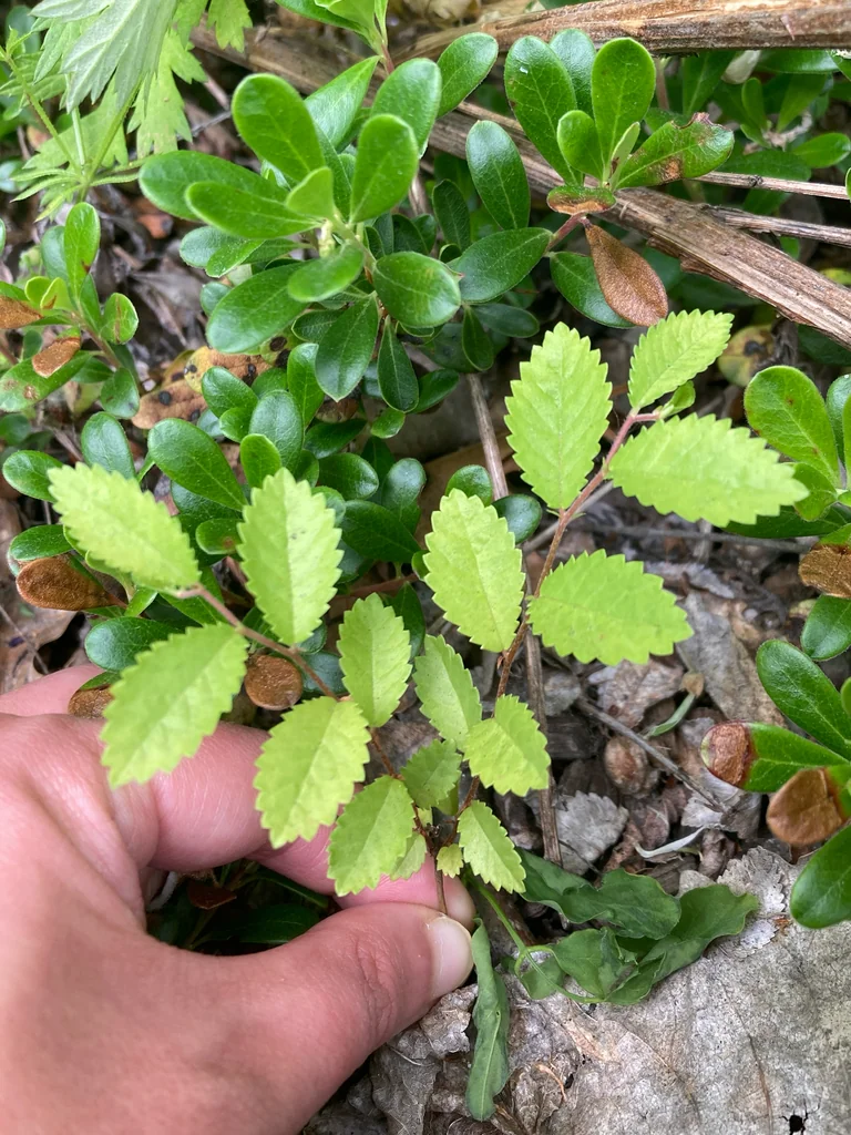 Ulmus Parvifolia