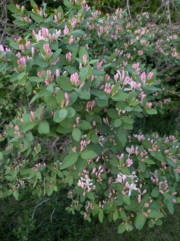 Lonicera Tatarica