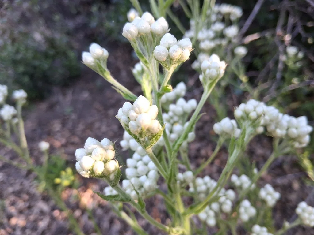 Pseudognaphalium Californicum