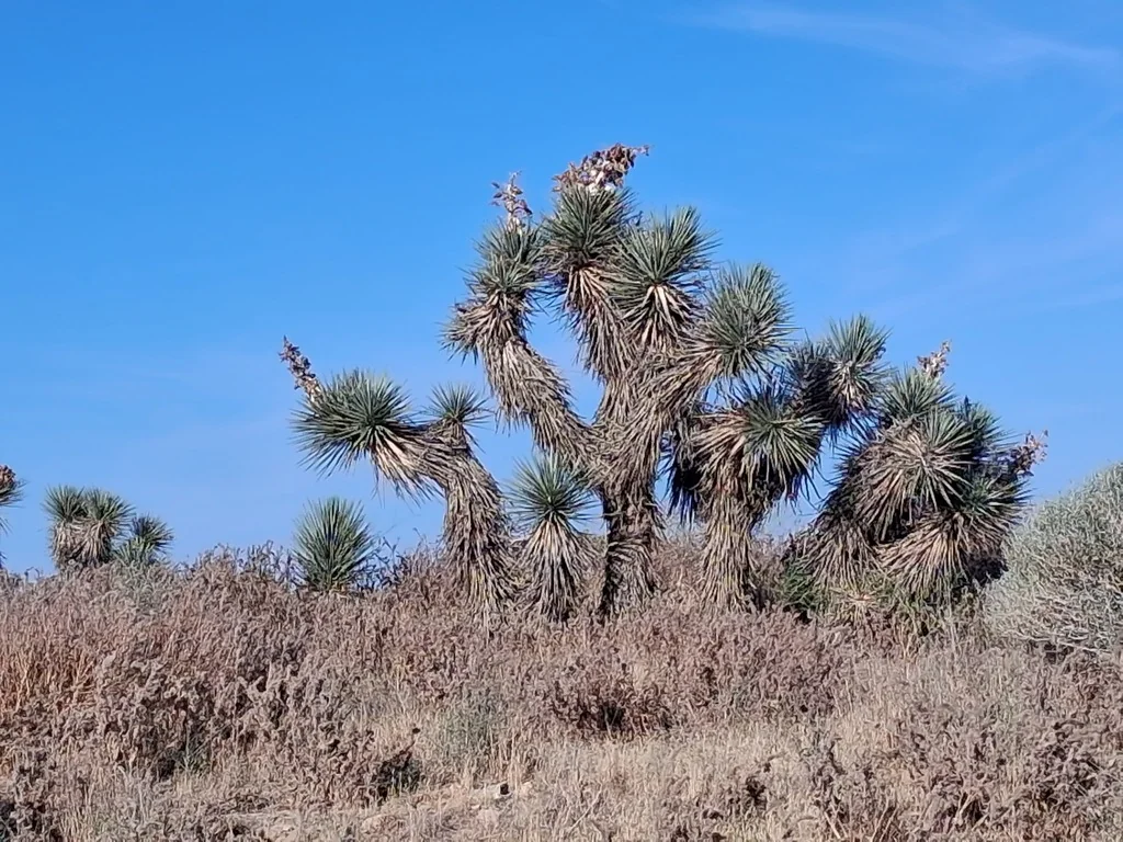 Yucca Brevifolia