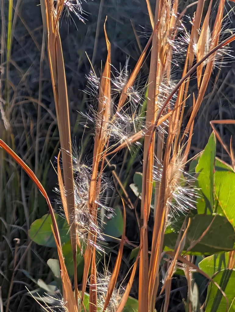 Andropogon Virginicus