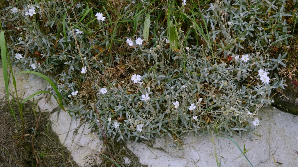 Cerastium tomentosum