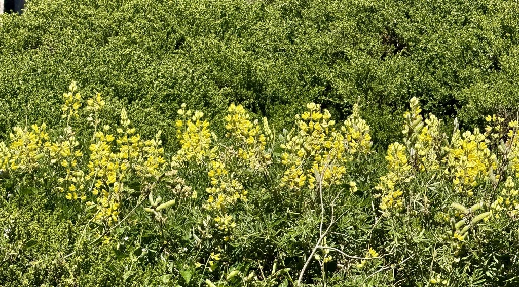 Lupinus Arboreus