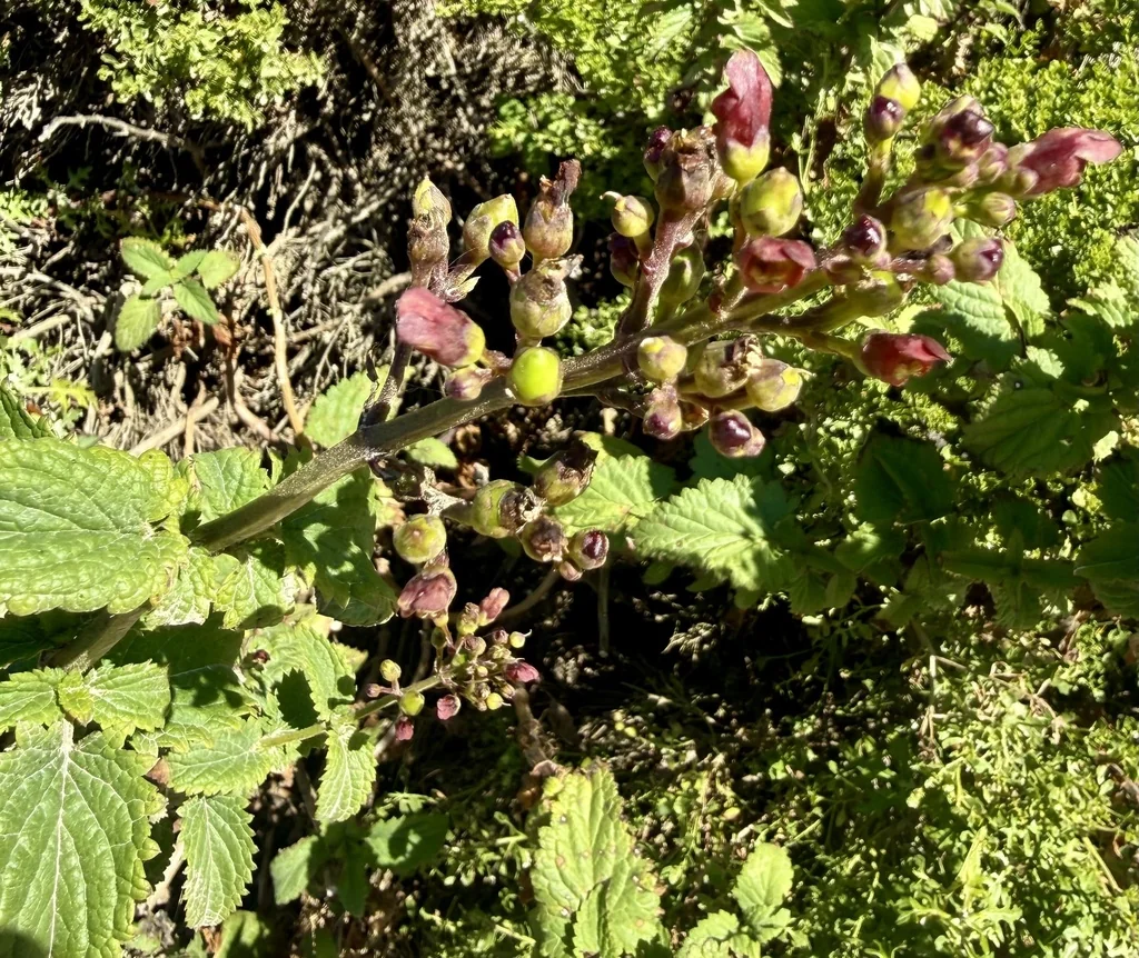 Scrophularia Californica