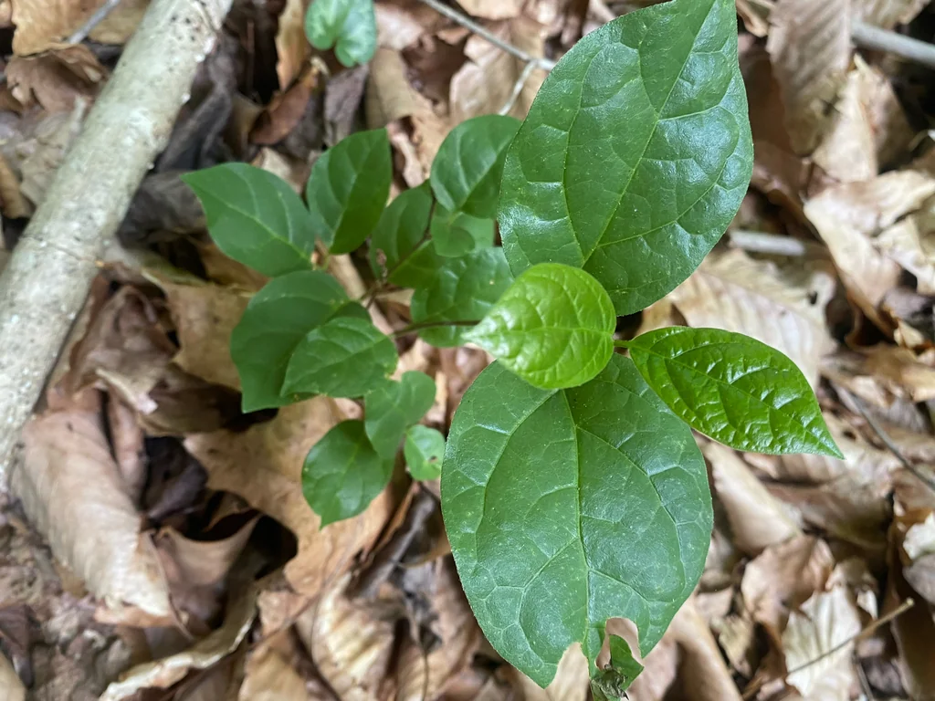 Calycanthus Floridus