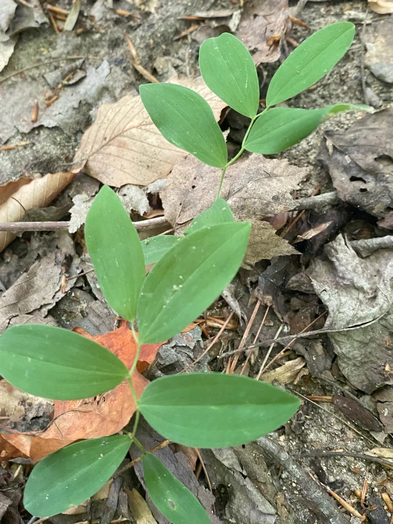 Uvularia Sessilifolia