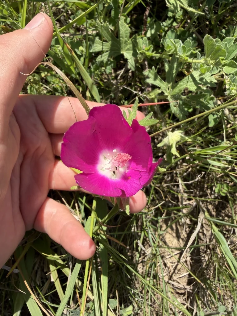 Callirhoe Involucrata