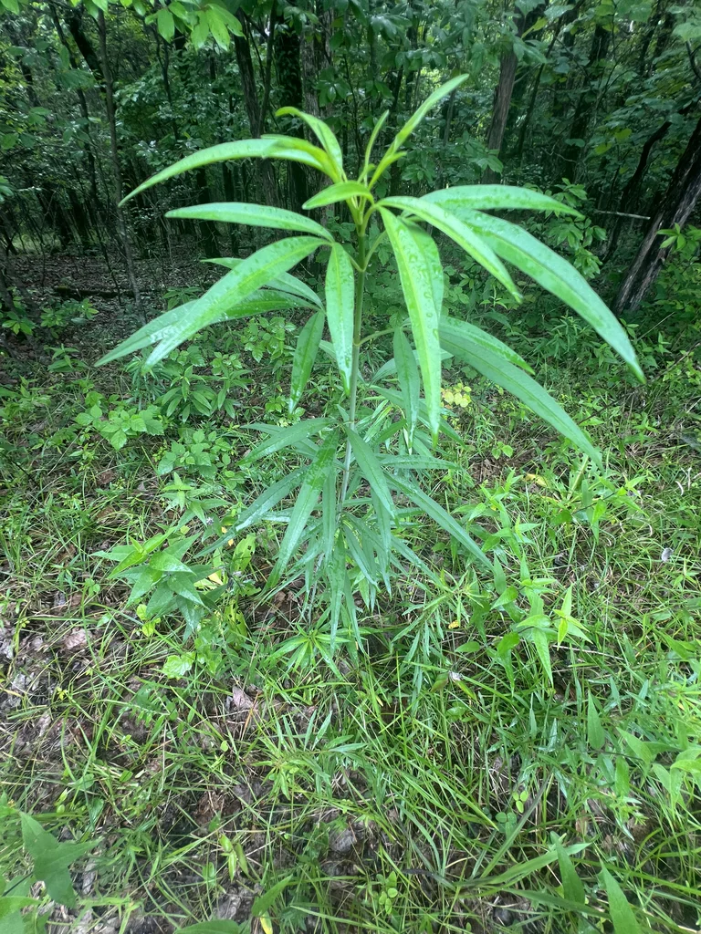 Coreopsis Tripteris