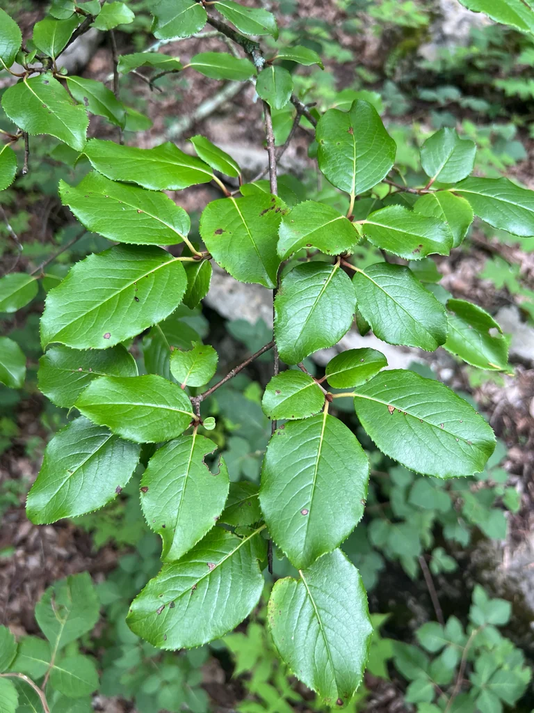 Viburnum rufidulum