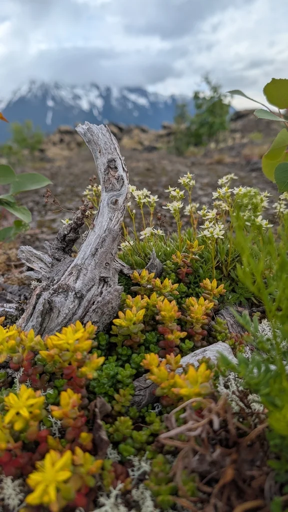 Saxifraga Tricuspidata