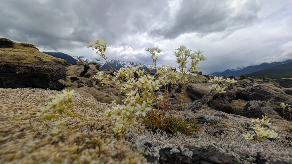 Saxifraga Tricuspidata