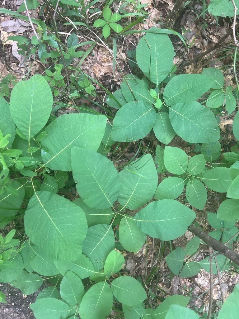 Cotinus Obovatus