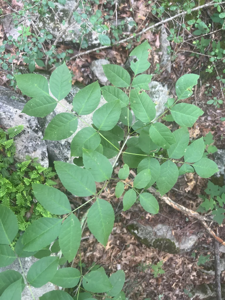 Fraxinus Quadrangulata