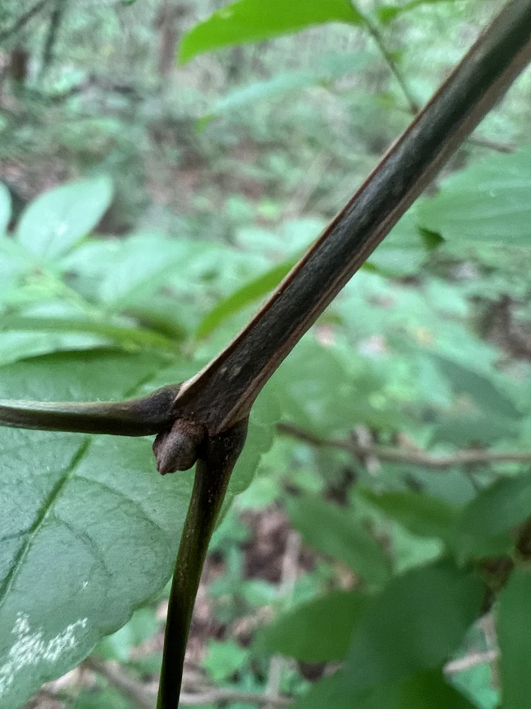 Fraxinus Quadrangulata