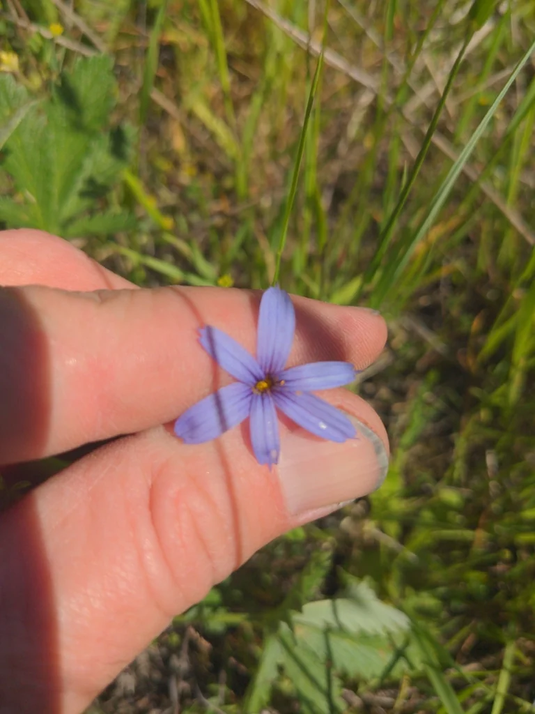 Sisyrinchium Idahoense