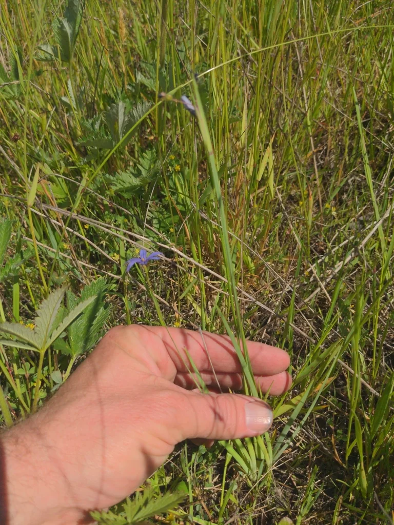 Sisyrinchium Idahoense