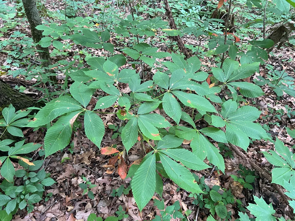 Aesculus Pavia