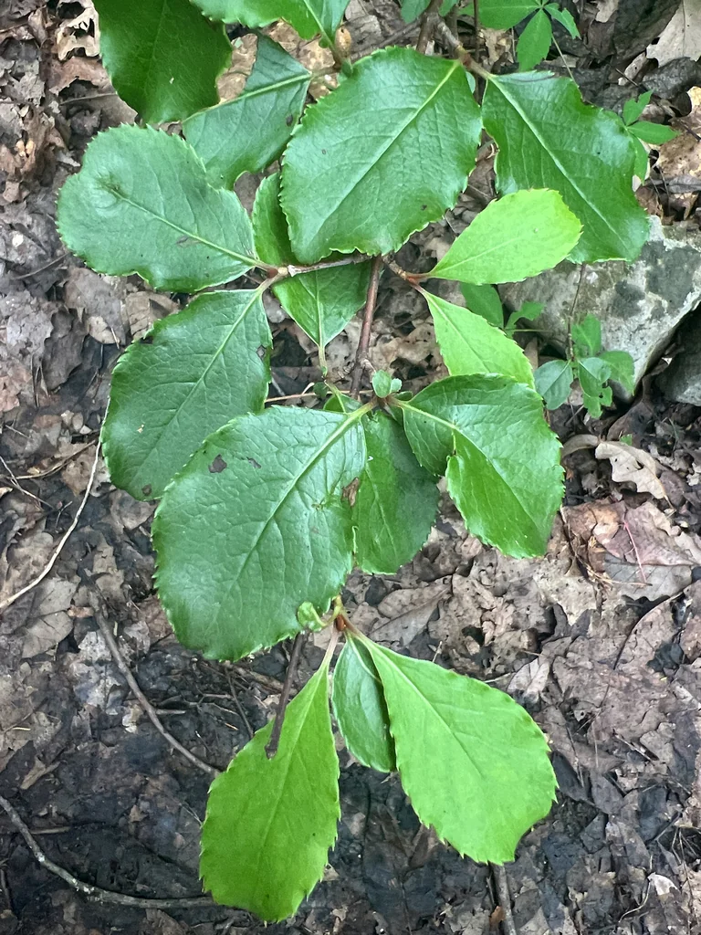 Viburnum rufidulum