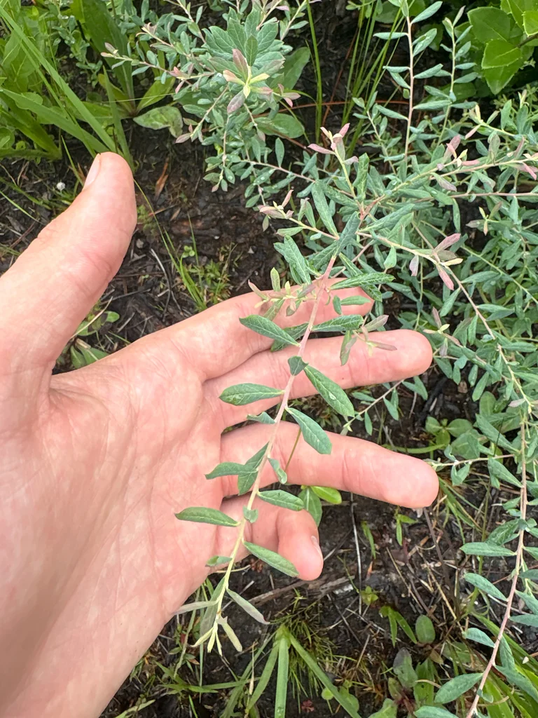 Vaccinium Darrowii