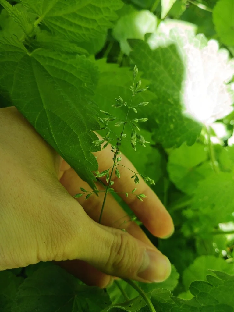 Poa Pratensis