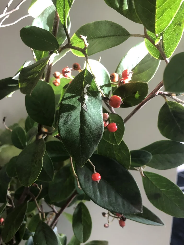 Cotoneaster Glaucophyllus