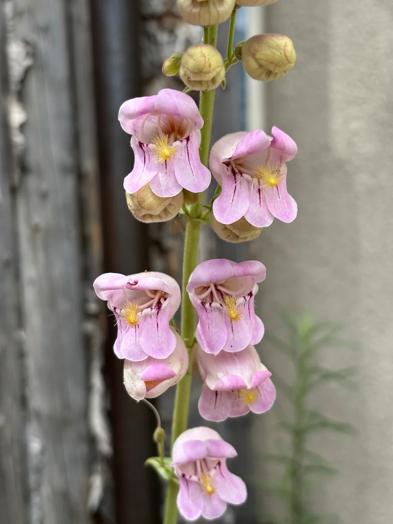 Penstemon Palmeri