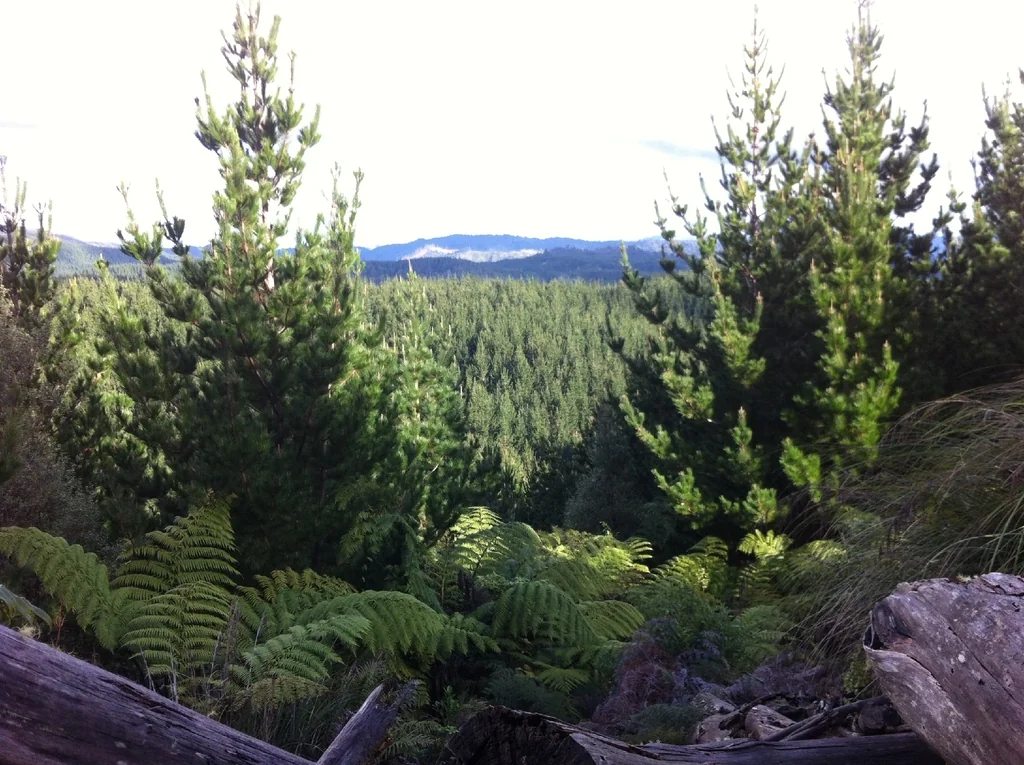 Pinus Radiata