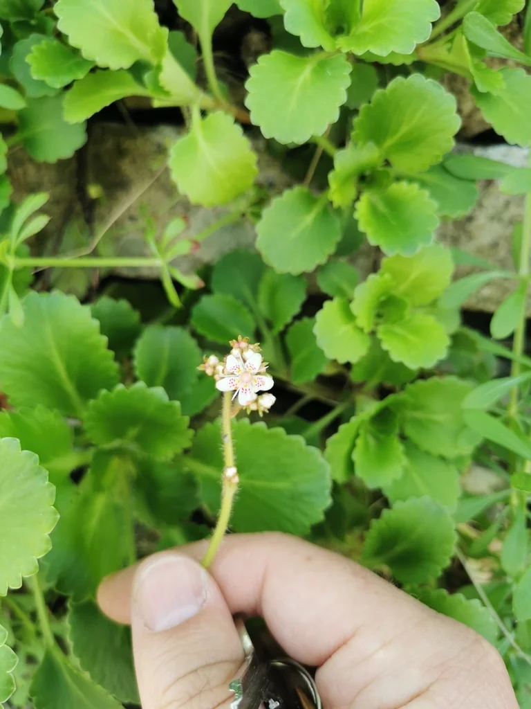 Saxifraga X Urbium