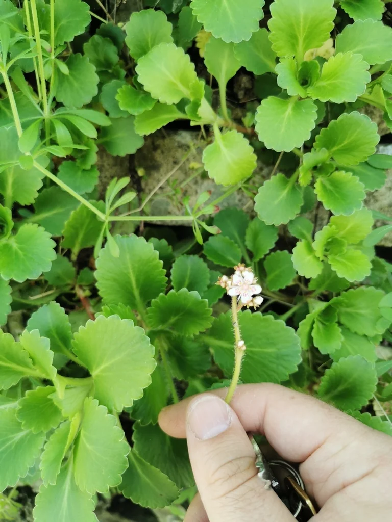 Saxifraga X Urbium