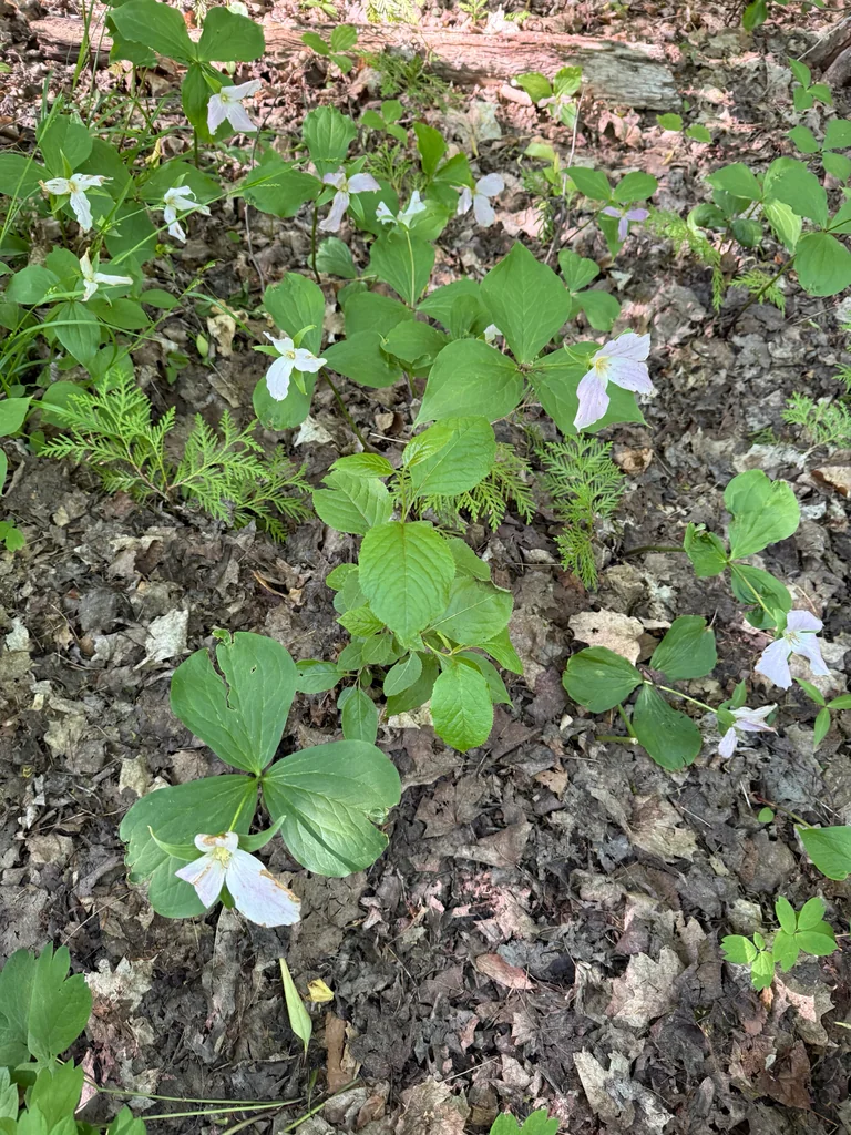 Trillium Grandiflorum