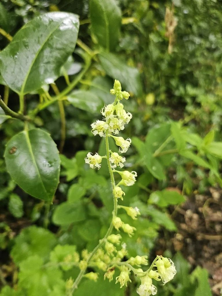 Tellima Grandiflora