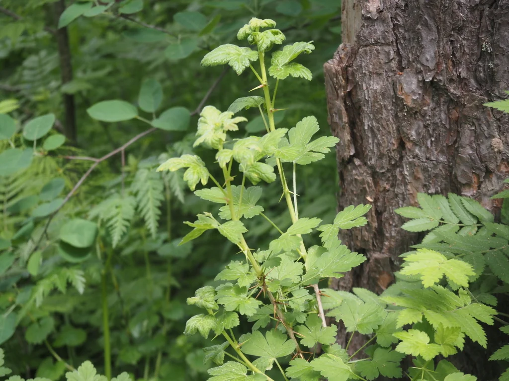 Ribes Uva-Crispa