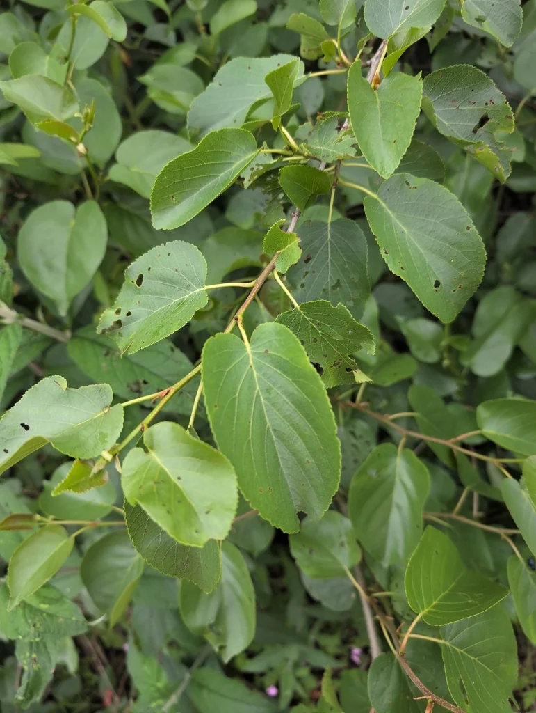 Alnus Cordata