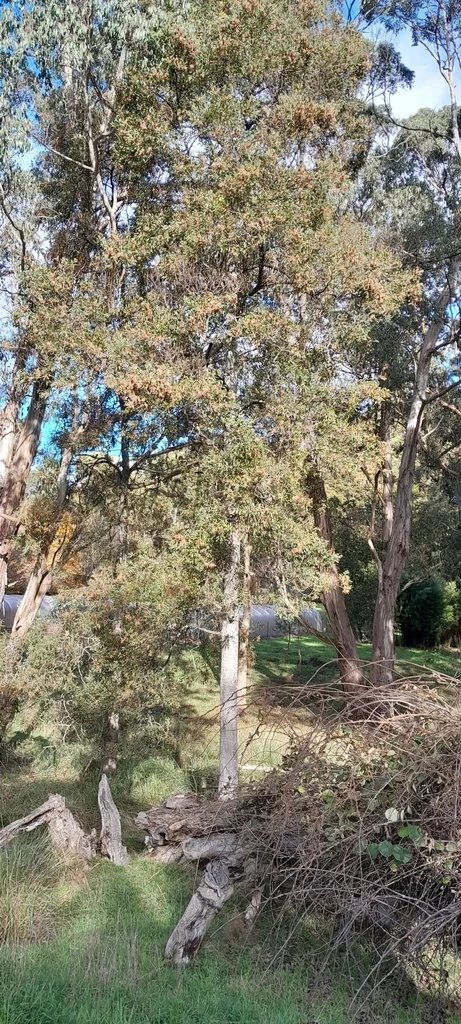 Acacia Melanoxylon