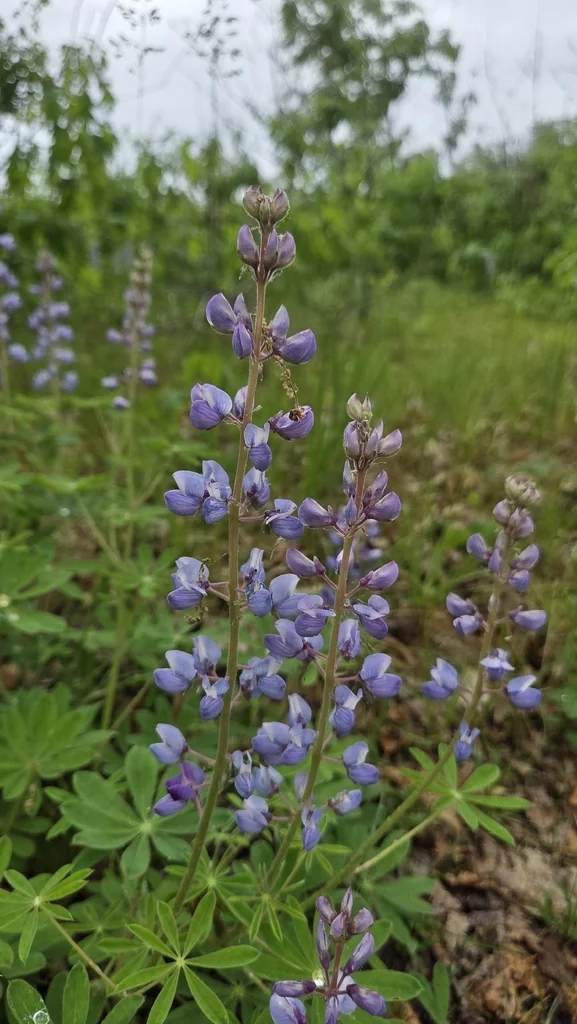 Lupinus Perennis