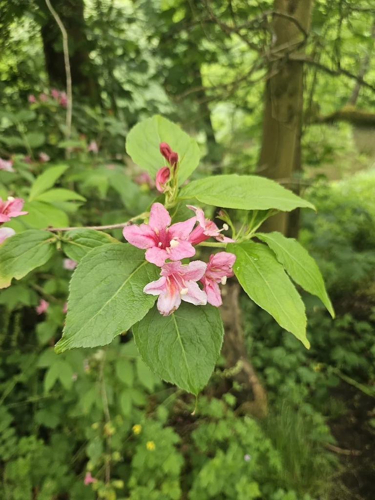 Weigela florida