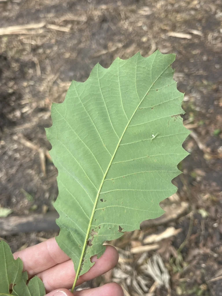 Quercus Muehlenbergii