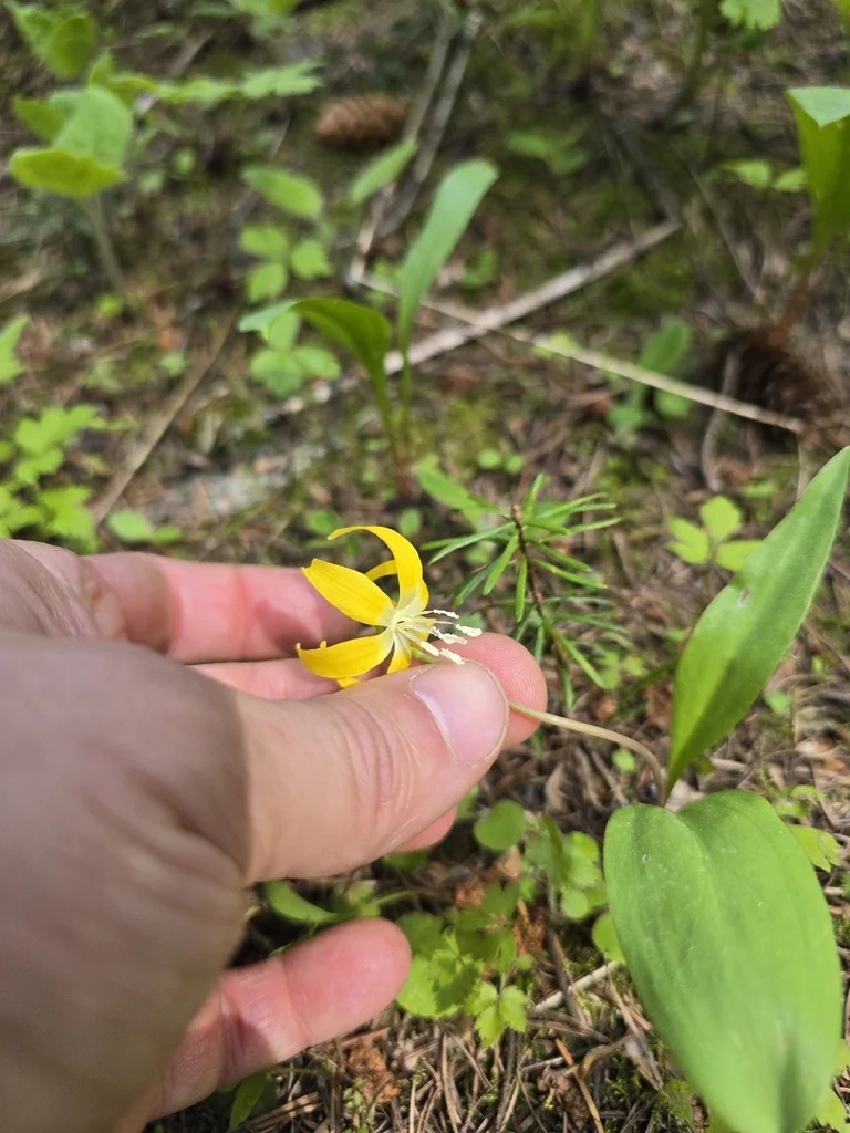 Erythronium Grandiflorum