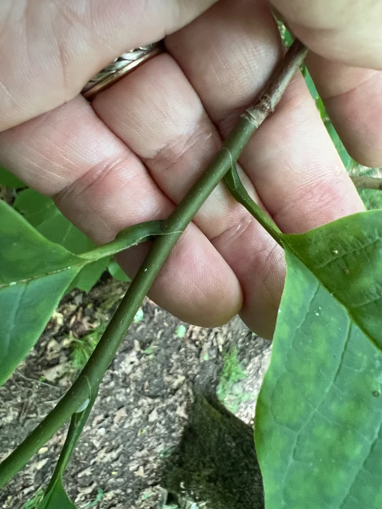 Magnolia Acuminata