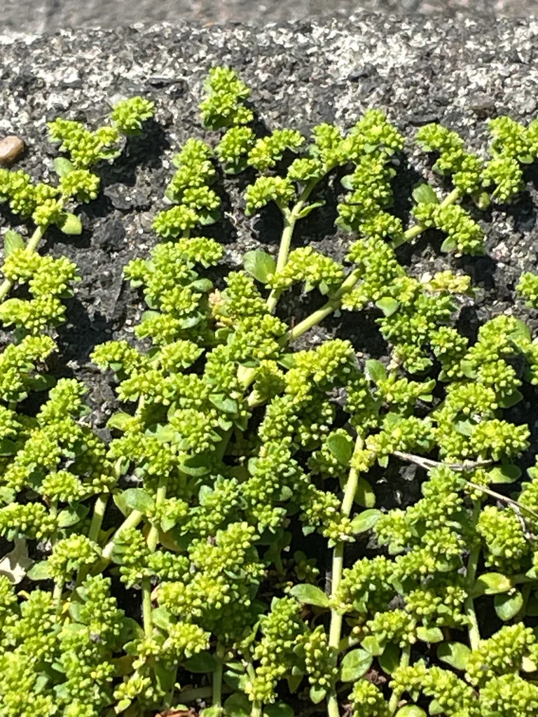 Herniaria Glabra