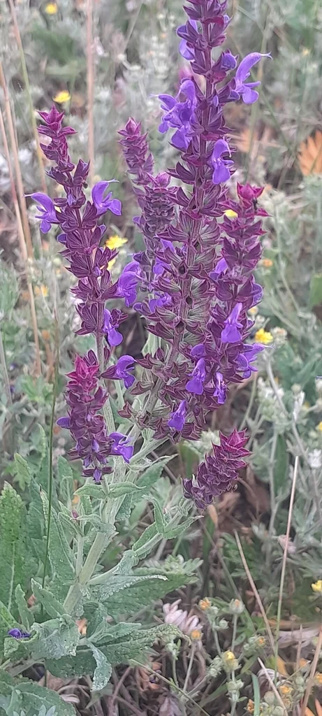 Salvia nemorosa